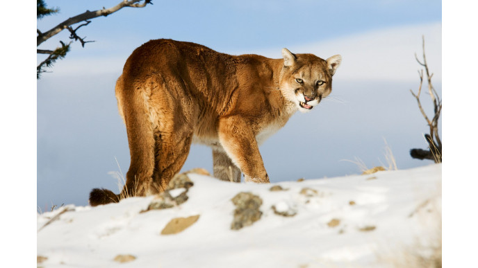 Man gets attacked by mountain lion, fights it off, drives self to hospital