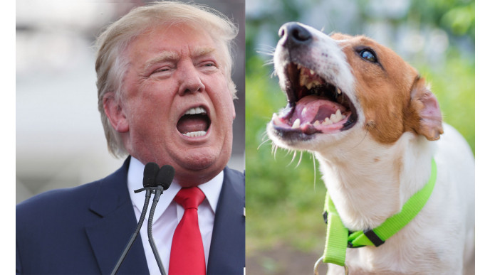 A comprehensive list of every time Donald Trump has said someone did something 'like a dog'