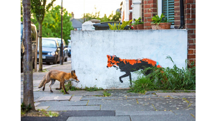 Look at all these excellent pictures of animals from Wildlife Photographer of the Year