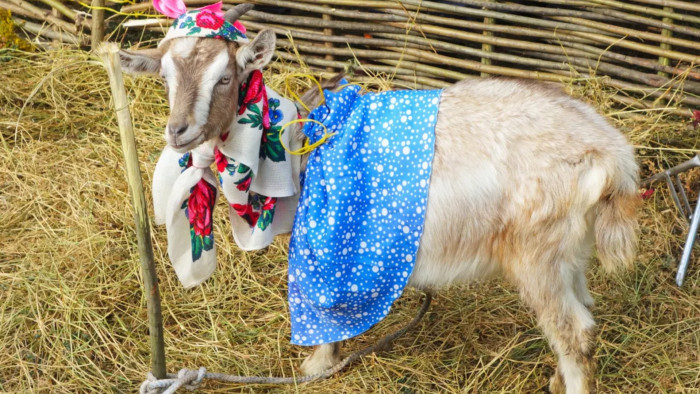 Your favourite silk boxers could now be produced by a goat