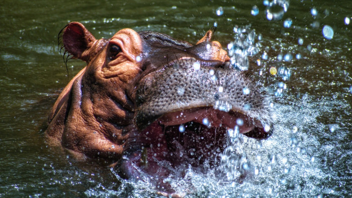 Netflix's new comedy ‘Cocaine Hippos’ is based on drug lord Pablo Escobar’s zoo animals