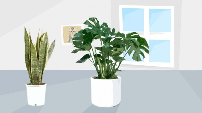 Best house plants UK: brighten your home with these great indoor plants