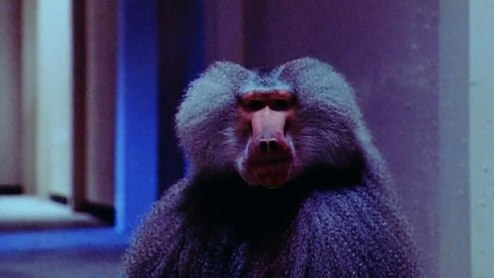 Best B-movies