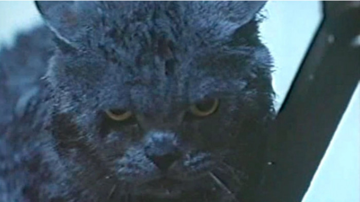 Best B-movies