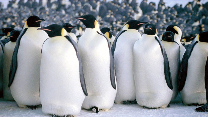 10 best nature documentaries for Earth Day