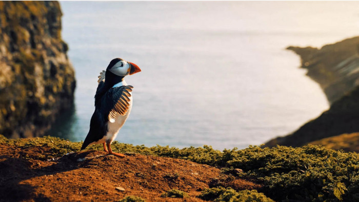 10 best nature documentaries for Earth Day